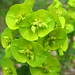 Photo: Euphorbia amygdaloides