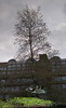 Barbican tree