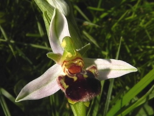 Ophrys abeille=Ophrys apifera - Rippes 017