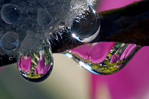 spring water drops