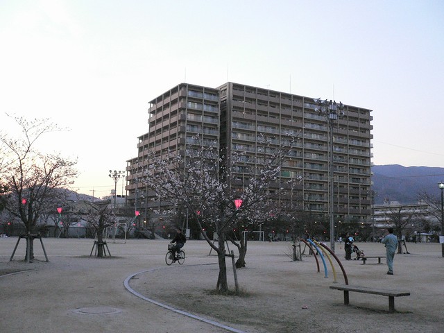 広公園の桜もやっと咲き始めたかな？ここか...