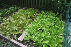 lettuce bed