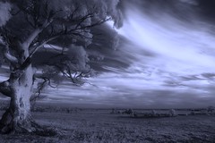 Australian Eucalypt landscape • <a style="font-size:0.8em;" href="http://www.flickr.com/photos/44919156@N00/2280936105/" target="_blank">View on Flickr</a>