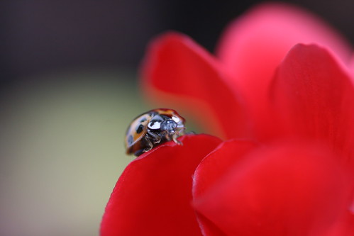 Harlequin Ladybird on a Scarlet Fuschia