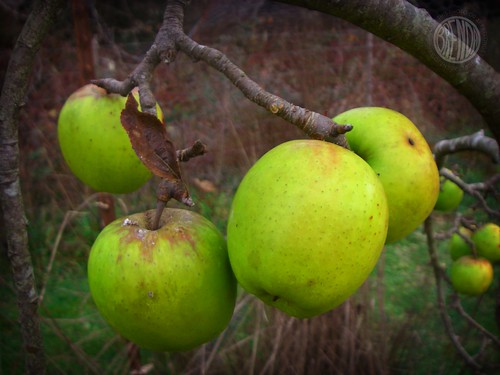 apples of gold