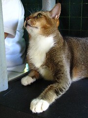 ticked tabby with residual classic markings