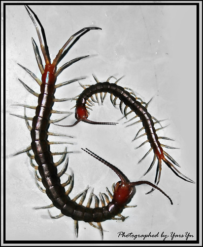 Centipedes by yarsyn.