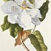 Ehret magnolia