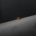 Day 313: Ladybug