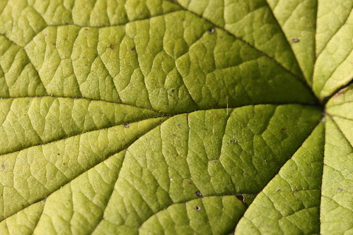 Green Leaf Close Up