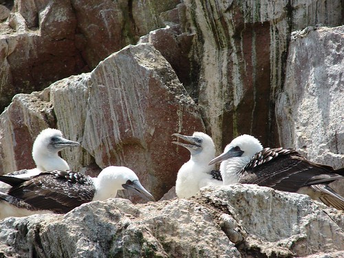 12_Ballestas Islands