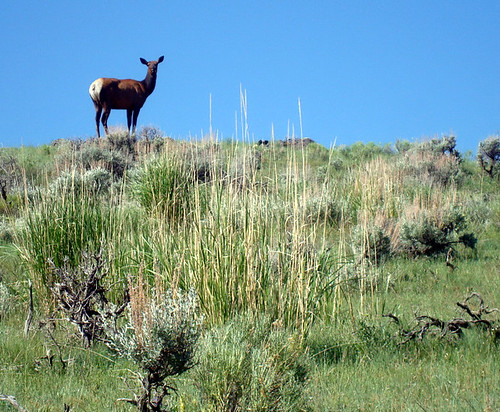 animal yellowstone hill
