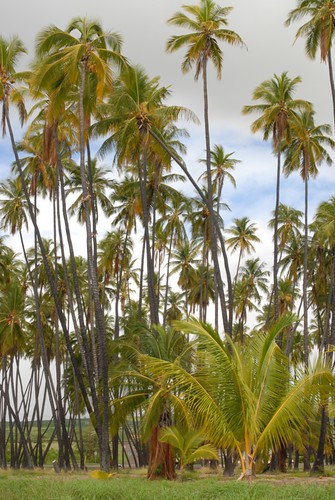 Molokai: One Alii Park