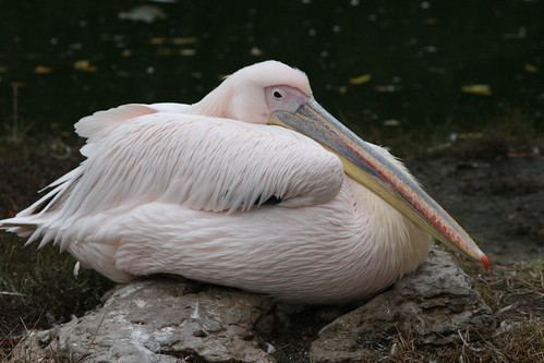 Pelican Roosting