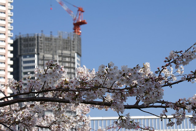 29階です。桜が咲きました。