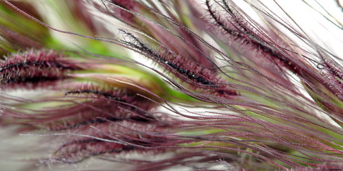 purple fountain grass toxic to dogs