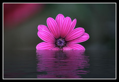Flower in the water