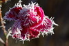 Frozen Rose