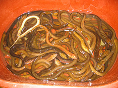 Anglų lietuvių žodynas. Žodis parasitic worm reiškia parazitinis kirminas lietuviškai.