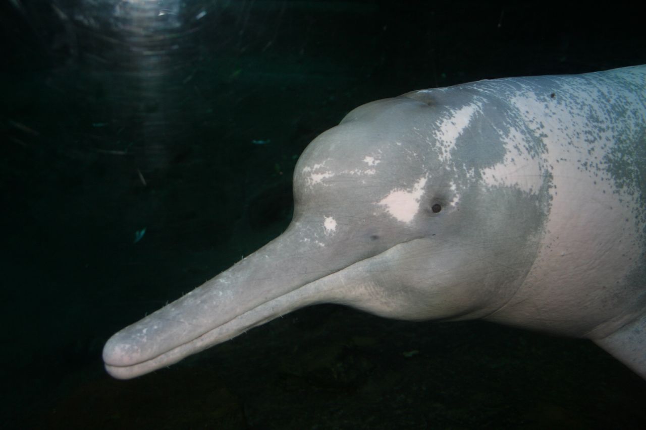 Дельфин с длинным носом