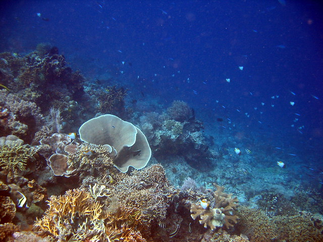 Coral Reef, Scuba Diving in Bunaken