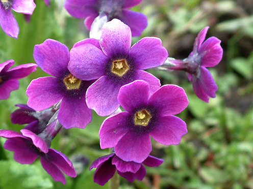 Purple flowers on forest floor, Sikkim