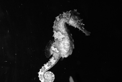Sea Horse