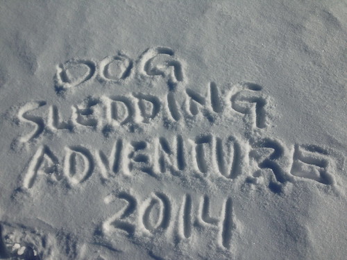 Dog Sledding Tour, March 2014