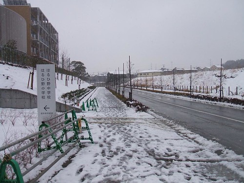 今日は、雪の日でしたね。黒川はるひ野１１...