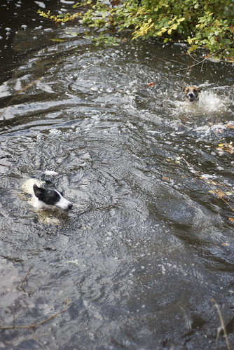 Its a great swimming hole for terriers.