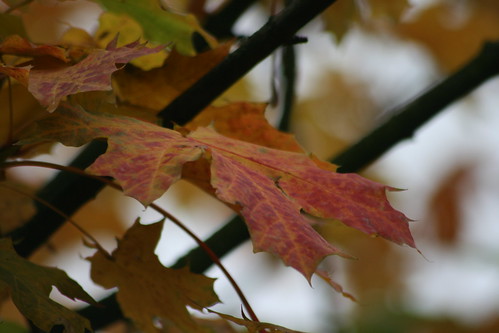Autumn Leaf 1