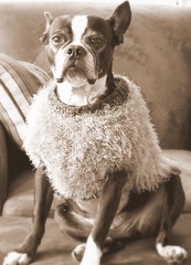 Old Fashioned Boston Terrier