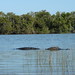 2008-04-12 Everglades 151 West Lake