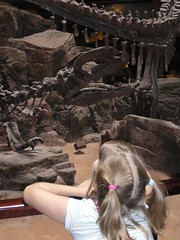 studying dinosaur skeleton