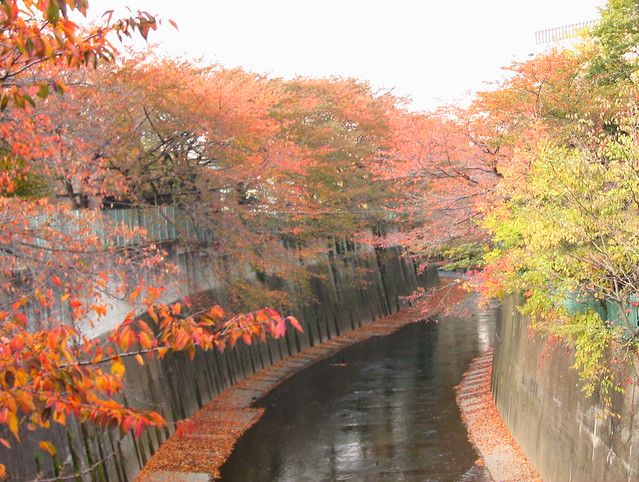 先週のものですが、石神井川の紅葉です。