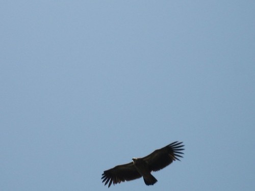 Himalayan eagle