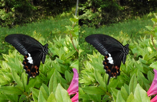 Papilio helenus, stereo parallel view
