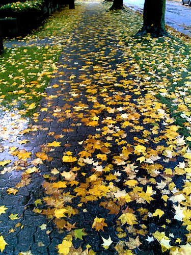 Wet leaves everywhere