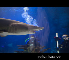 Swimming With Sharks - Newport Aquarium