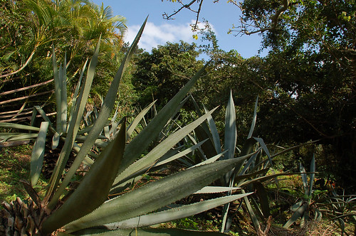 宮古島熱帯植物園11