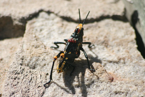 Colourful Grasshopper