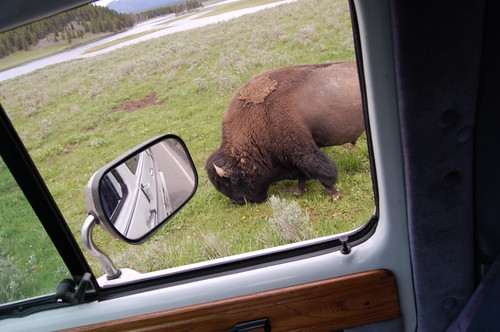 bison friend - yellowstone fun facts 
