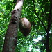 Cacao silvestre [Wild Cocoa] (Theobroma cacao)