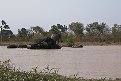 Elephants at Mole