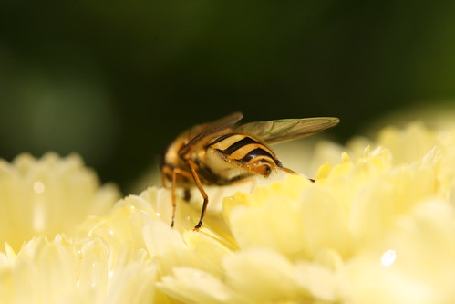 Hoverfly 2