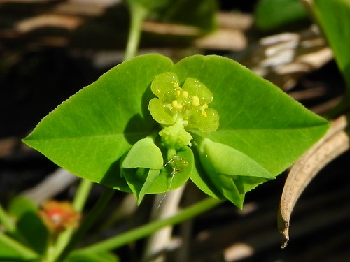 Euphorbia dulcis=Euphorbe douce - Sentier botanique Marthod 012