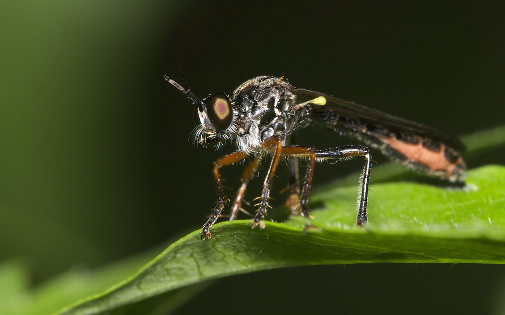 Weevil Flying Weevils wobble but they don't fall down - Pentax User
