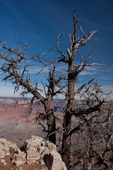 Tree by Grand Canyon • <a style="font-size:0.8em;" href="http://www.flickr.com/photos/54935746@N07/5731952858/" target="_blank">View on Flickr</a>