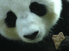 Panda close up