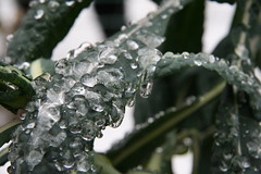 icy kale